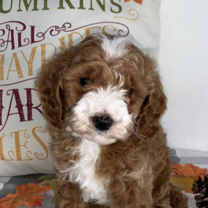 Cavapoo Puppy Travis