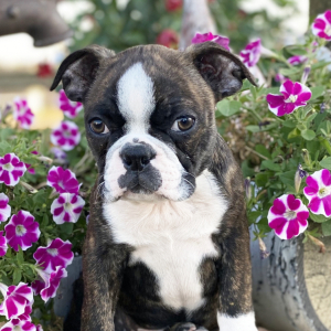 Boston Terrier Puppy Cupid