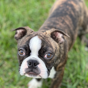 Boston Terrier Puppy Cupid