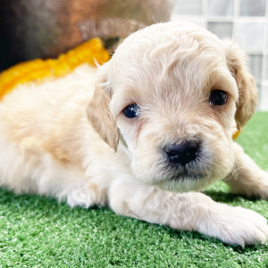 Poodle Puppy Cruz