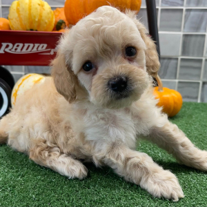 Poodle Puppy Cruz