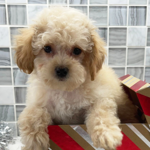 Poodle Puppy Cruz
