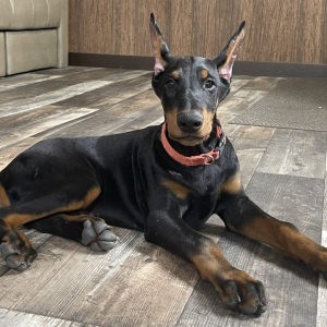 Doberman Pinscher Puppy Apollo