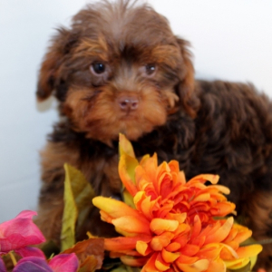 Yorkiepoo Puppy Toto