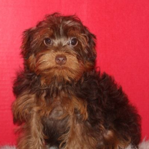 Yorkiepoo Puppy Toto