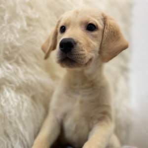 Labrador Retriever Puppy Saylor
