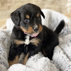 Bernedoodle Puppy Stela