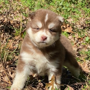 Pomsky Puppy Akela