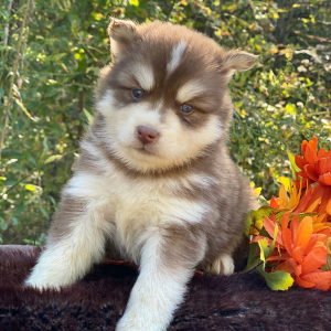 Pomsky Puppy Akela