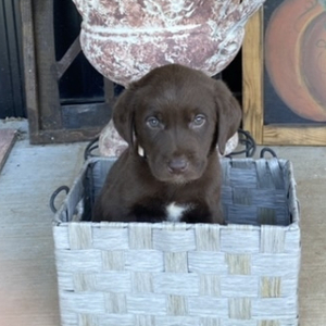 Labrador Retriever Puppy Capone
