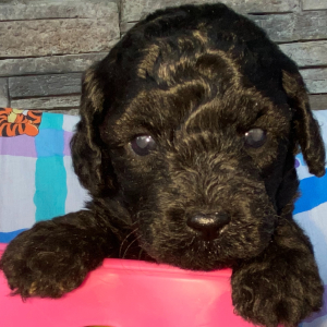 Goldendoodle Puppy Gwen