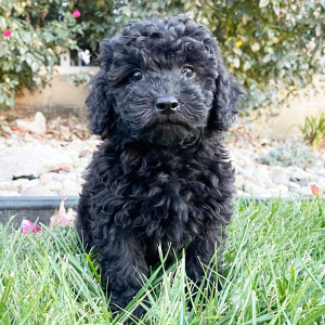 Goldendoodle Puppy Gwen