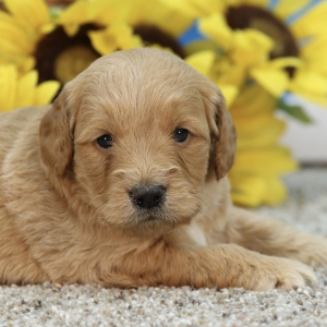 Goldendoodle Puppy Zoey