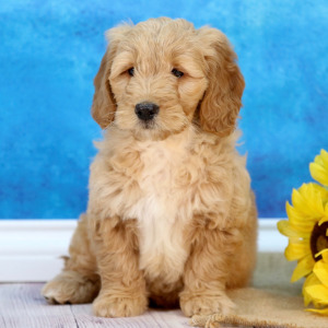 Goldendoodle Puppy Zoey