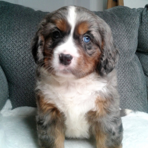 Bernalier Puppy Tim