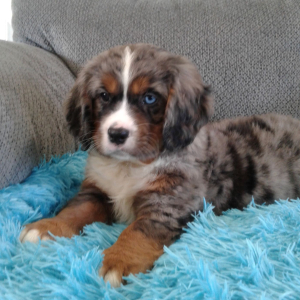 Bernalier Puppy Tim