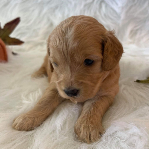 Goldendoodle Puppy Joanna