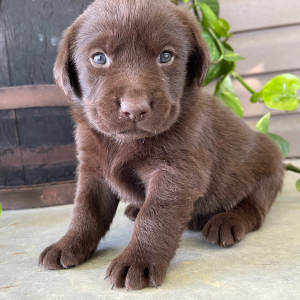 Labrador Retriever Puppy Josie
