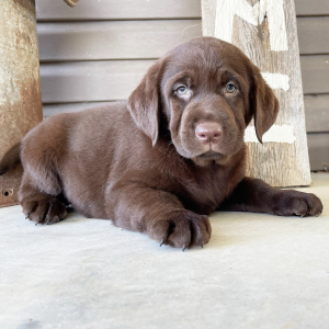 Labrador Retriever Puppy Josie