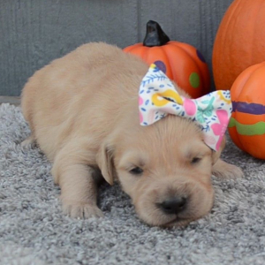 Golden Retriever Puppy Vella