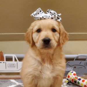 Golden Retriever Puppy Vella