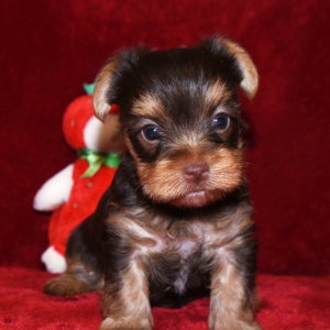 Yorkshire Terrier Puppy Gia