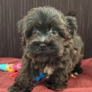 Havanese Puppy Rick