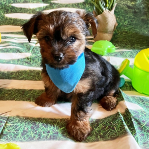Yorkshire Terrier Puppy Roman