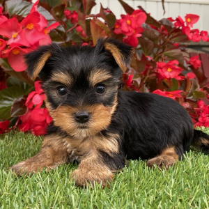 Yorkshire Terrier Puppy Joey