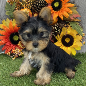 Yorkshire Terrier Puppy Joey