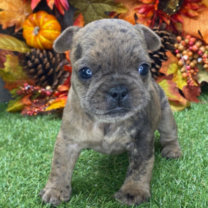 French Bulldog Puppy Harmony