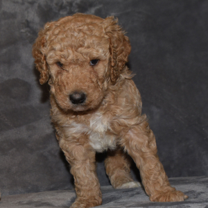 Poodle Puppy Angelica