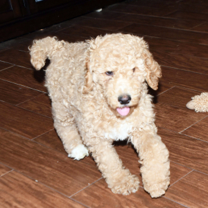 Poodle Puppy Angelica