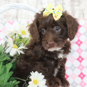 Cockapoo Puppy Sugar
