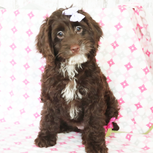 Cockapoo Puppy Sugar