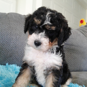 Bernedoodle Puppy Melanie
