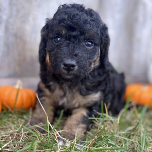 Bernedoodle Puppy Carly