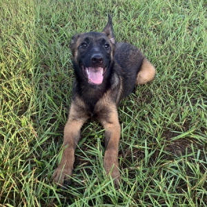 Belgian Malinois Puppy Mia