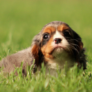 Cavalier King Charles Spaniel Puppy Helen