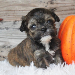 Shihpoo Puppy Leo