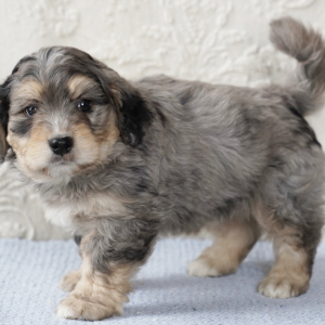 Bernedoodle Puppy Fidler