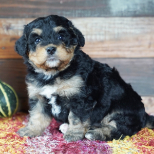 Bernedoodle Puppy Maddy