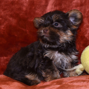 Yorkshire Terrier Puppy Jordan