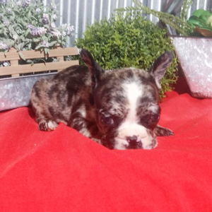French Bulldog Puppy Georgia