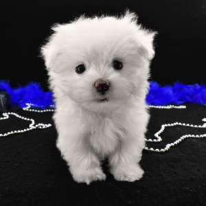 Maltese Puppy Squiggy