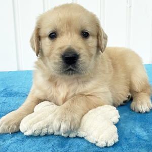 Golden Retriever Puppy Rita