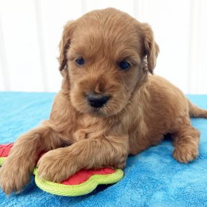 Goldendoodle Puppy Vinny