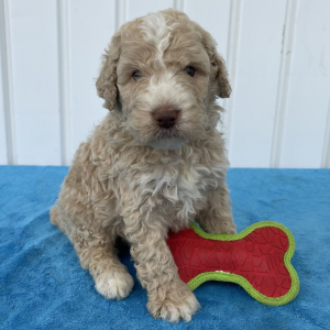 Poodle Puppy Sutton