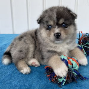 Pomsky Puppy Tyson