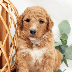 Poodle Puppy Riley